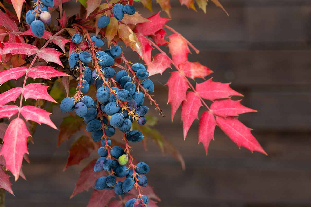 A close up horizontal image of the bright red foliage and deep purple berries of Oregon grape holly (Mahonia) pictured on a soft focus background.