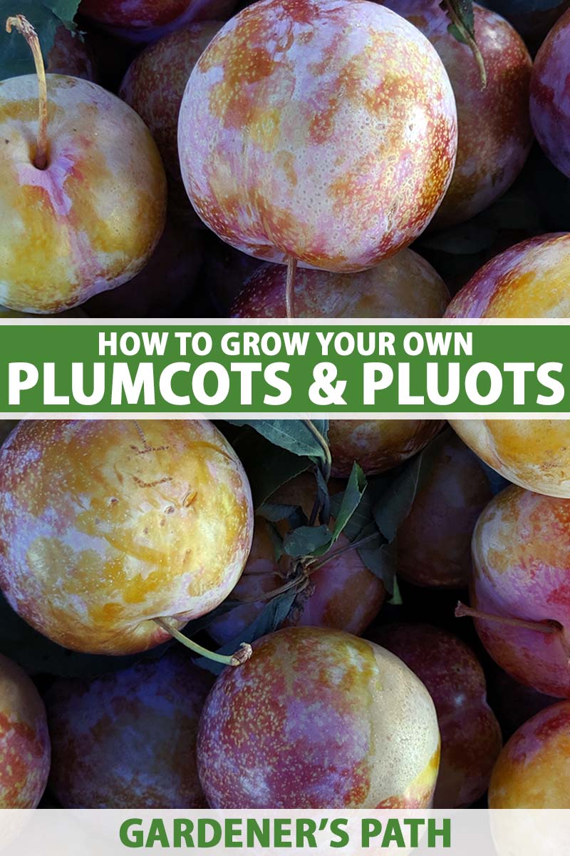 A close up vertical image of a pile of freshly harvested plumcots. To the center and bottom of the frame is green and white printed text.