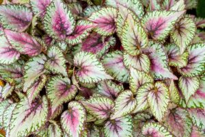 A close up horizontal image of the variegated foliage of rex begonia plants.
