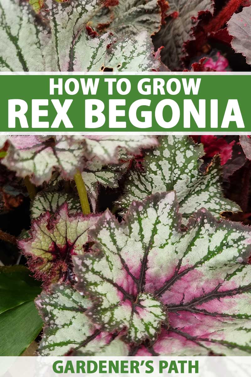 A close up vertical image of the colorful variegated foliage of a rex begonia plant. To the top and bottom of the frame is green and white printed text.