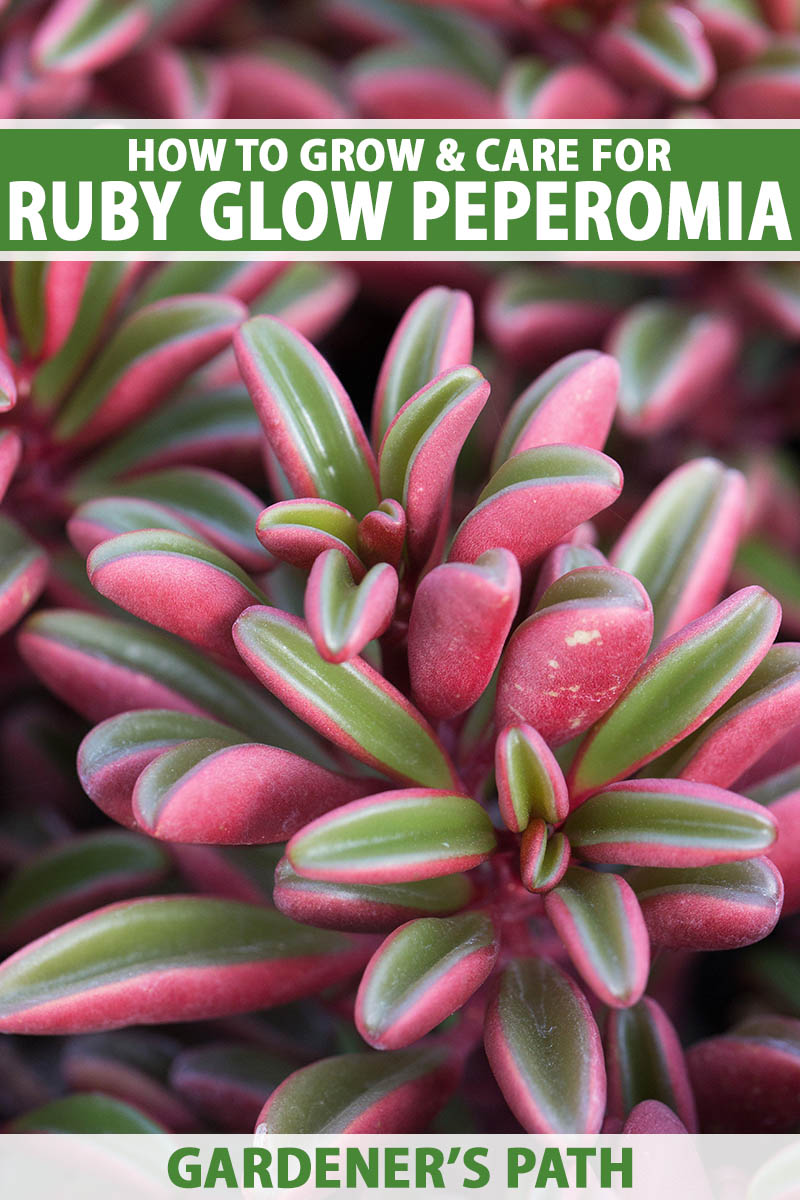 A close up vertical image of the succulent, green and pink bicolored foliage of ruby glow peperomia. To the top and bottom of the frame is green and white printed text.