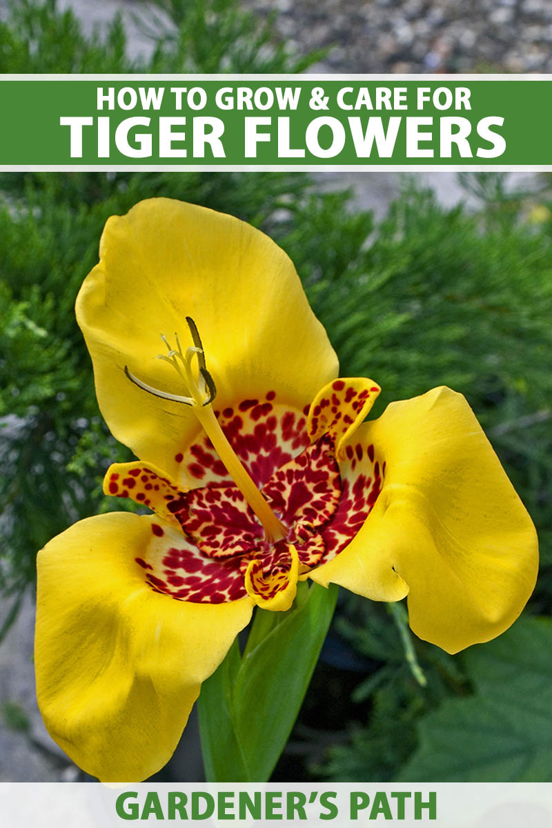 A close up vertical image of a yellow tiger flower growing outdoors pictured on a soft focus background. To the top and bottom of the frame is green and white printed text.