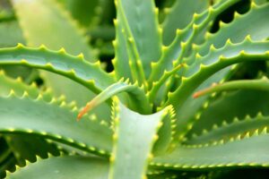 A close up horizontal image of an aloe vera plant with mature leaves ready to harvest growing in the garden.