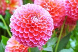 A close up horizontal image of pink dahlias growing in the garden with foliage in soft focus in the background.