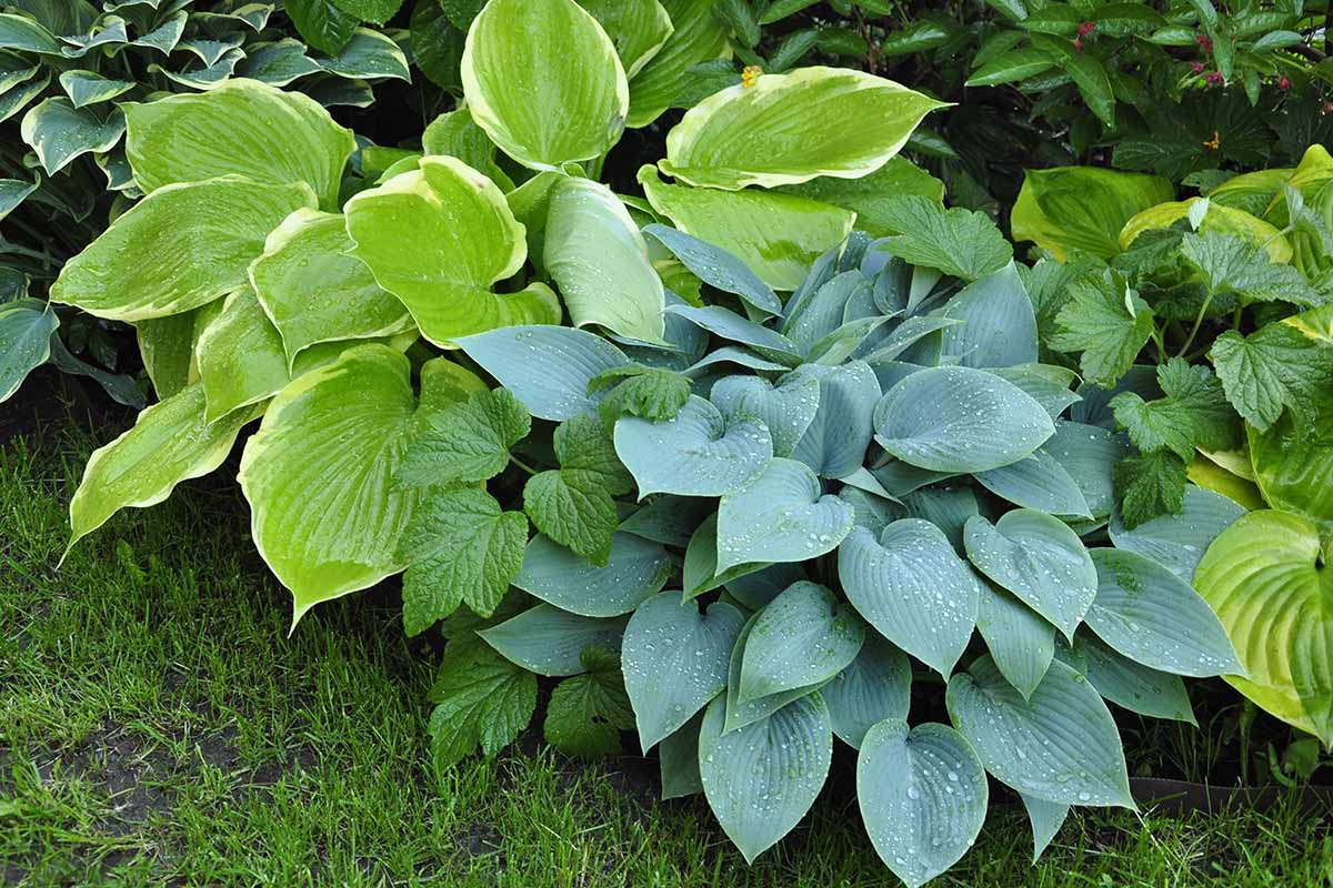 A close up horizontal image of a garden bed planted with green and variegated hostas.