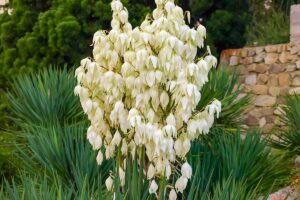 A close up horizontal image of yucca plants growing in the garden in full bloom.