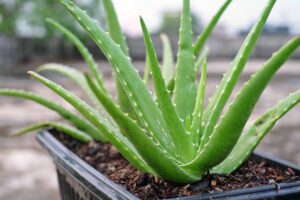 A close up horizontal image of aloe plants growing in a black plastic planter.