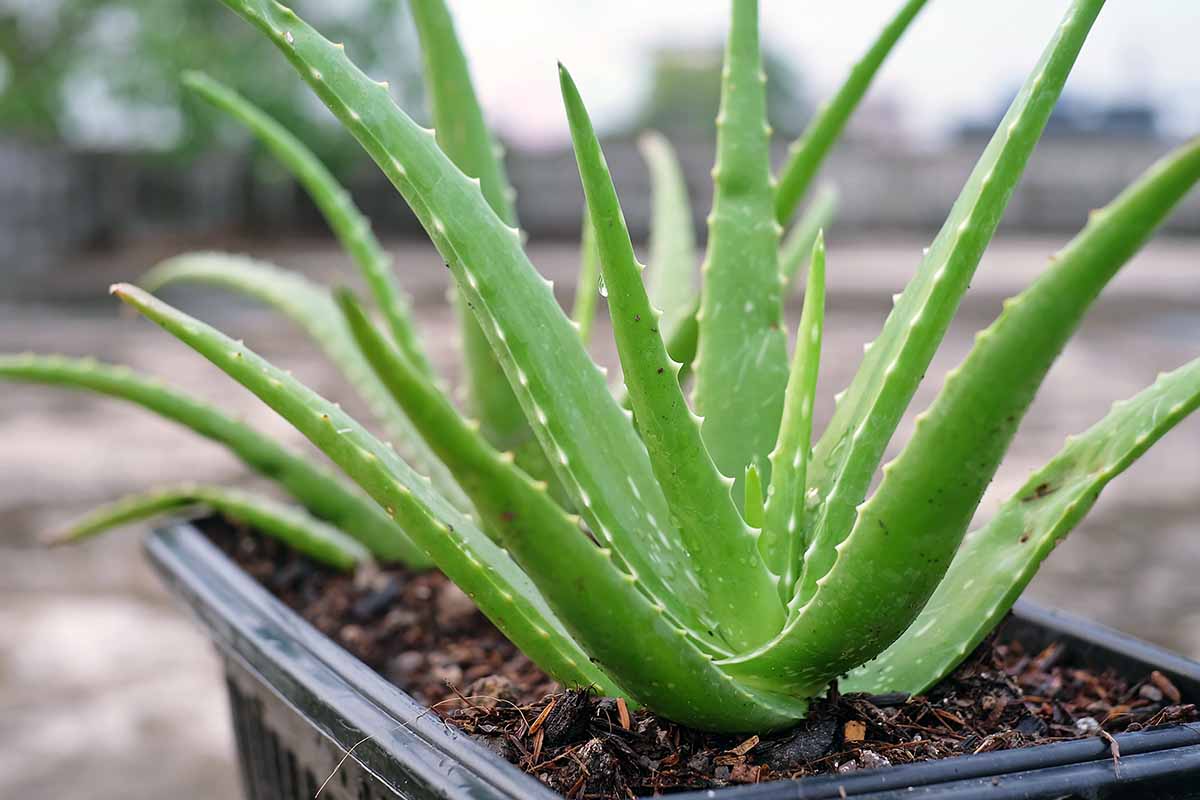 A close up horizontal image of aloe vera succulents growing in a black plastic planter.