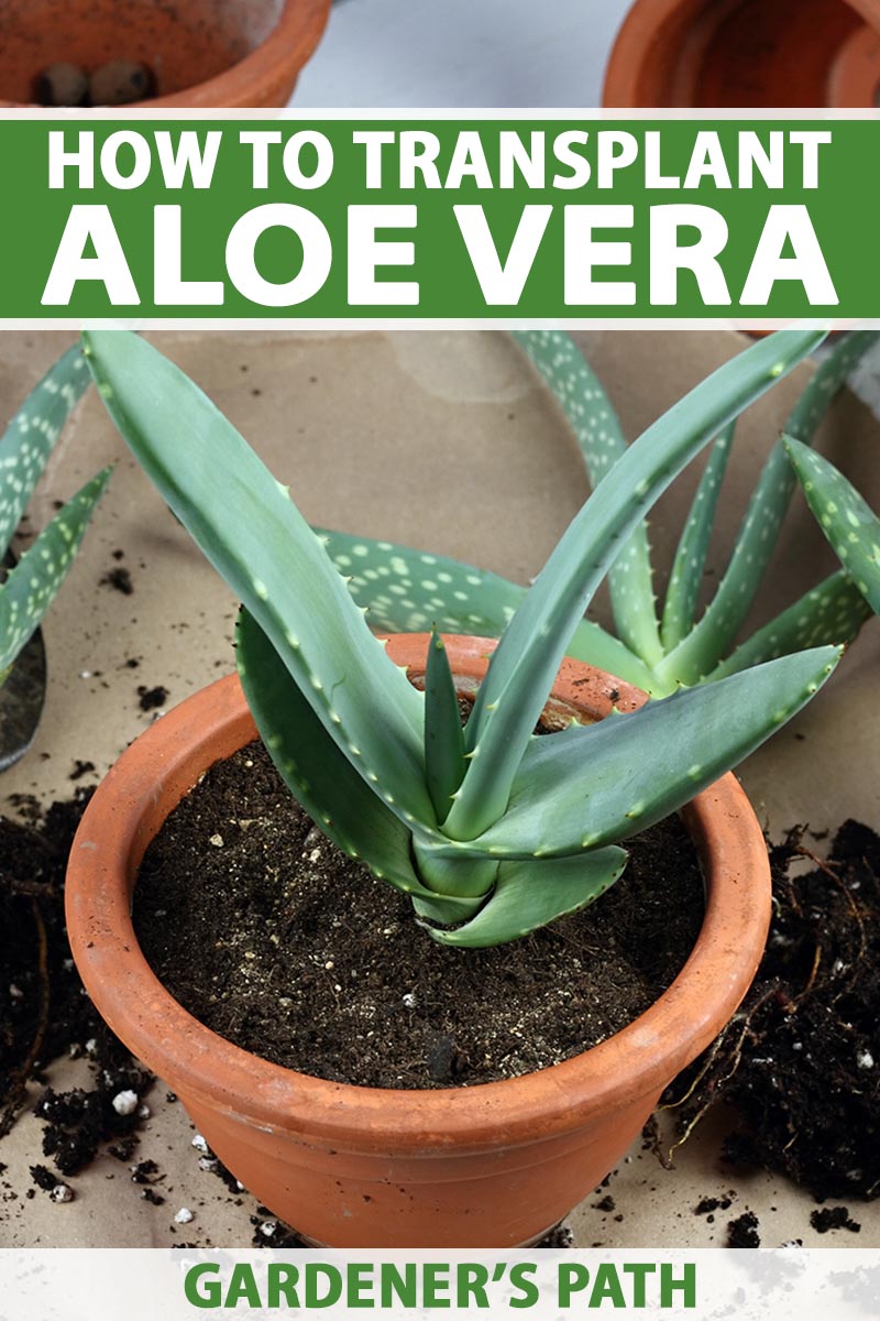 A close up vertical image of a small aloe plant in a terra cotta pot. To the top and bottom of the frame is green and white printed text.