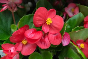 A close up horizontal image of bright red wax begonias growing in the garden.