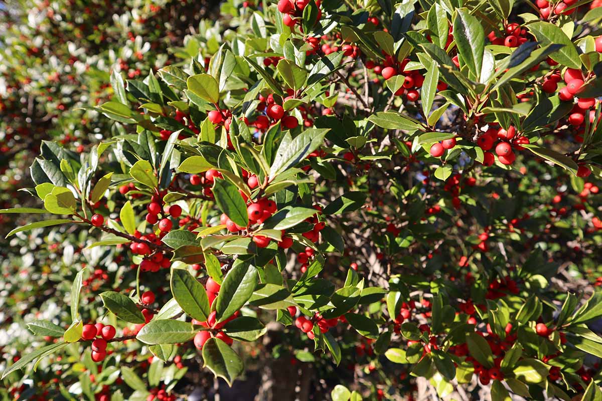 A close up horizontal image of the bright red berries and foliage of yaupon holly (Ilex vomitoria) growing in a sunny garden.