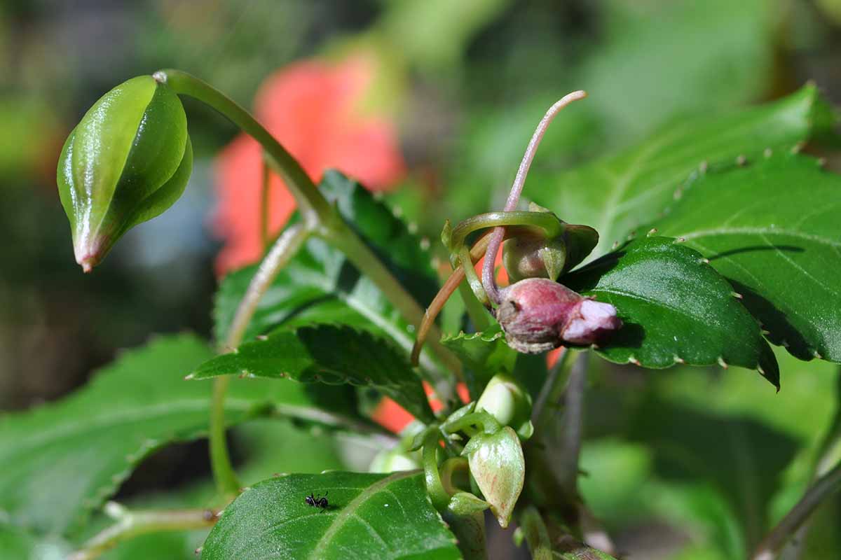 A close up horizontal image of impatiens plants with buds pictured in light sunshine on a soft focus background.