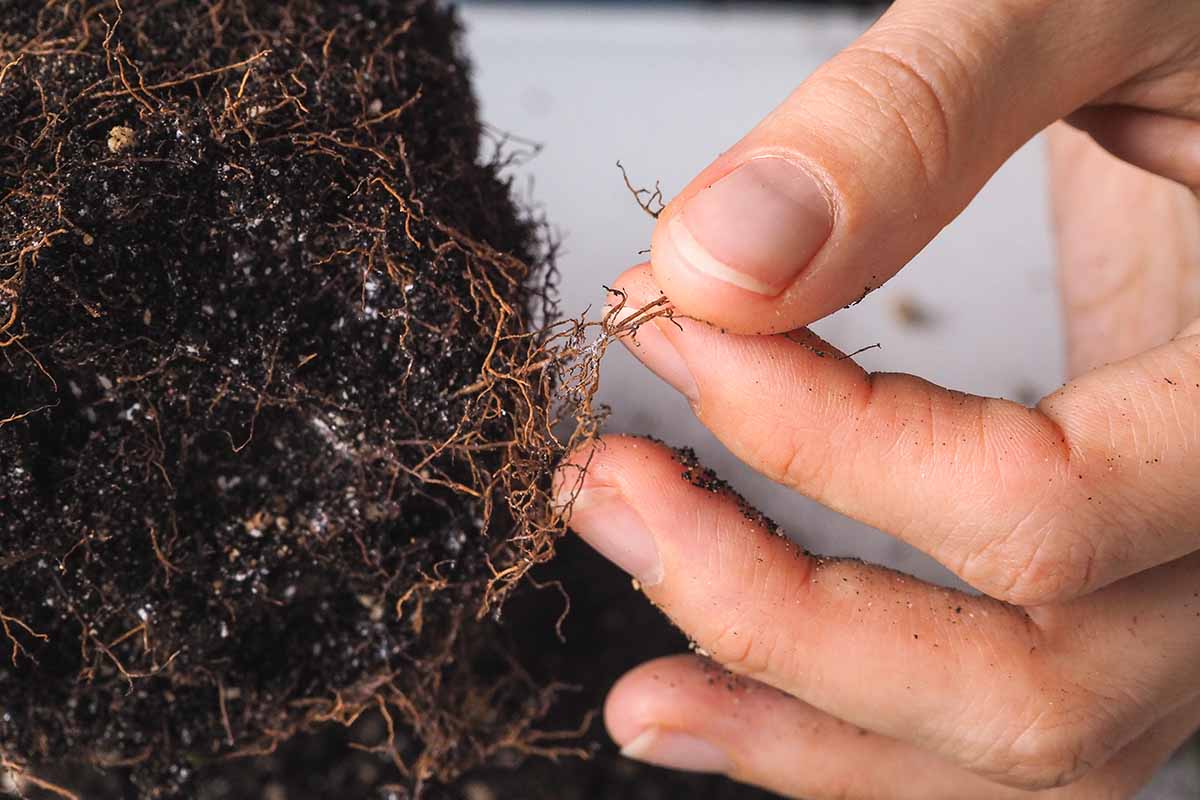 A horizontal image of a left hand pulling the decaying roots away from a clump of plant soil.