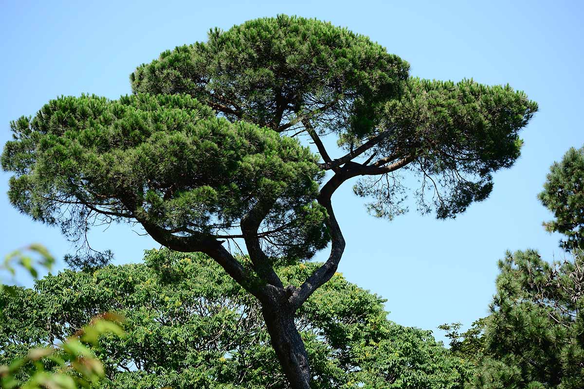 A horizontal shot of a large Italian stone pine in front of a blue sky and other plants.