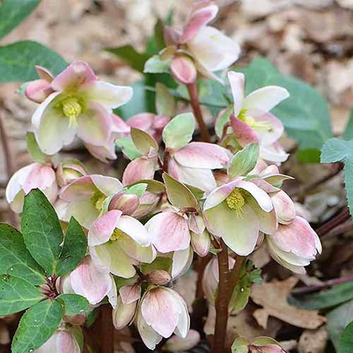 A square image of a clump of 'Ivory Prince' hellebores growing in the garden.