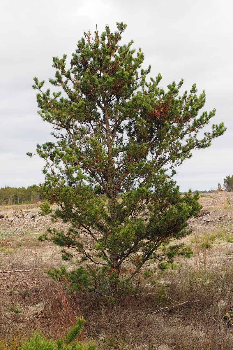A vertical picture of a Pinus banksiana tree on an outdoor plain.
