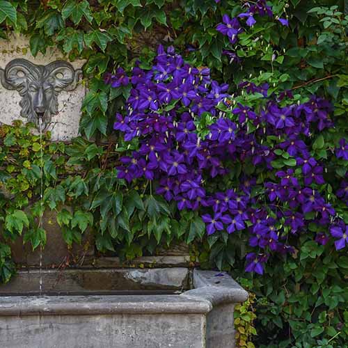 A square image of the purple flowers of a 'Jackmanii' clematis vine growing next to a concrete water feature.