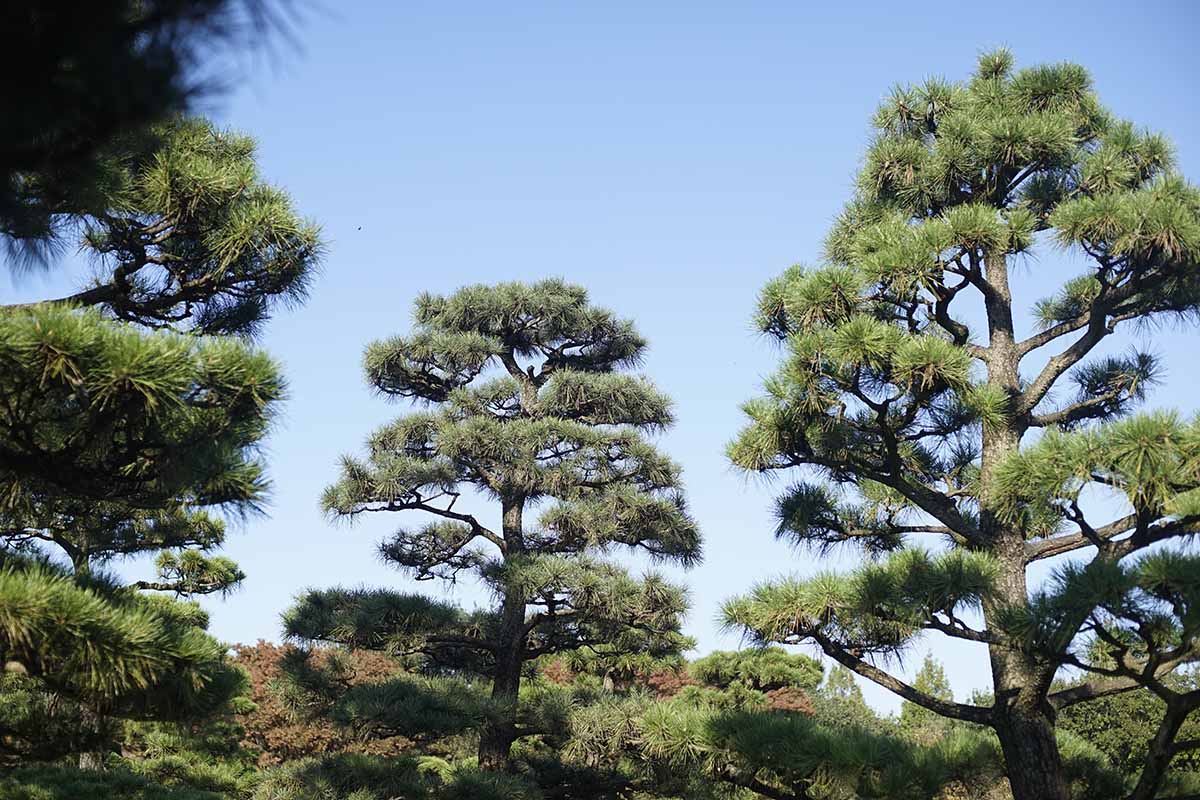 A horizontal shot of multiple Japanese black pines (P. thunbergii) specimens outdoors.