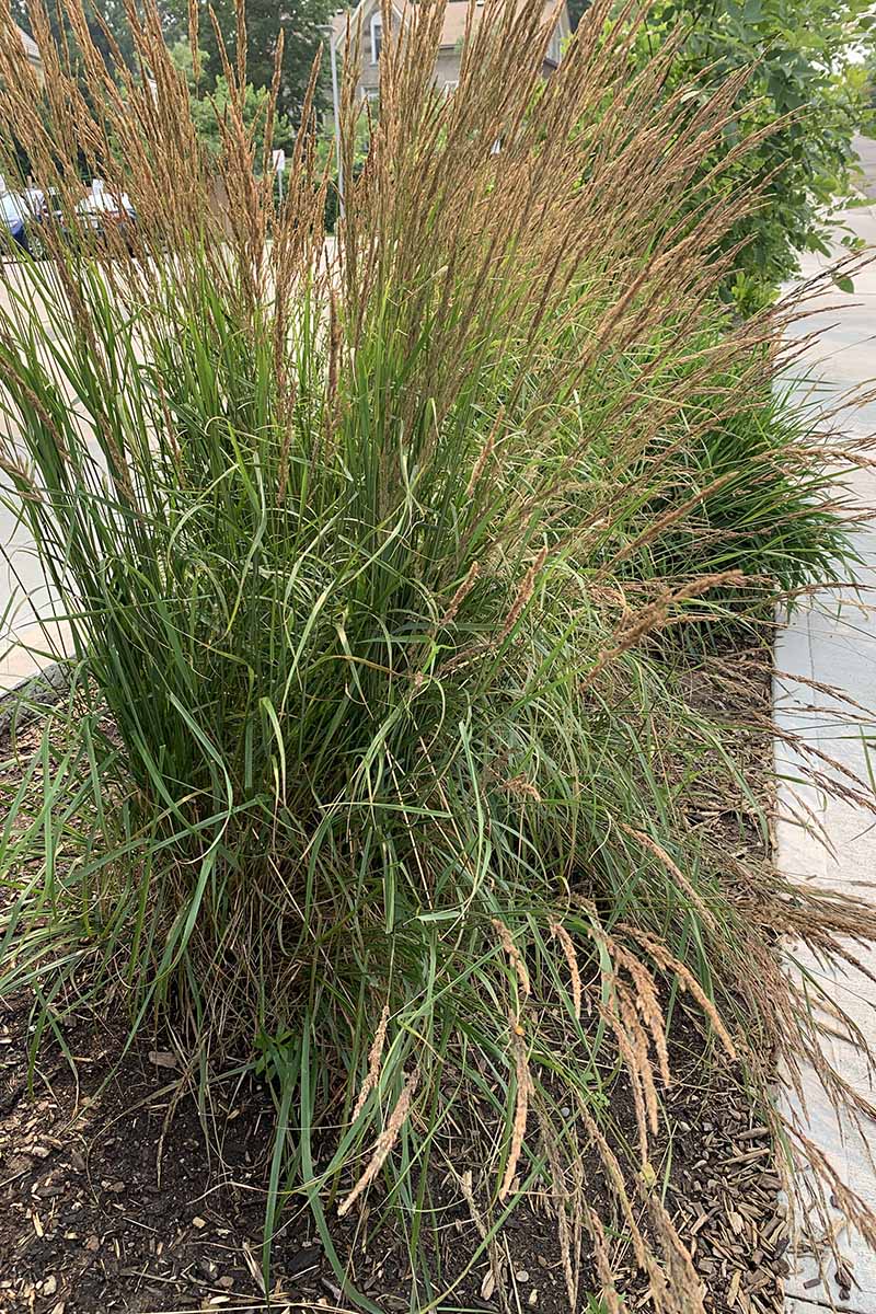 A close up vertical image of Japanese silver grass growing in a border by a stone pathway.