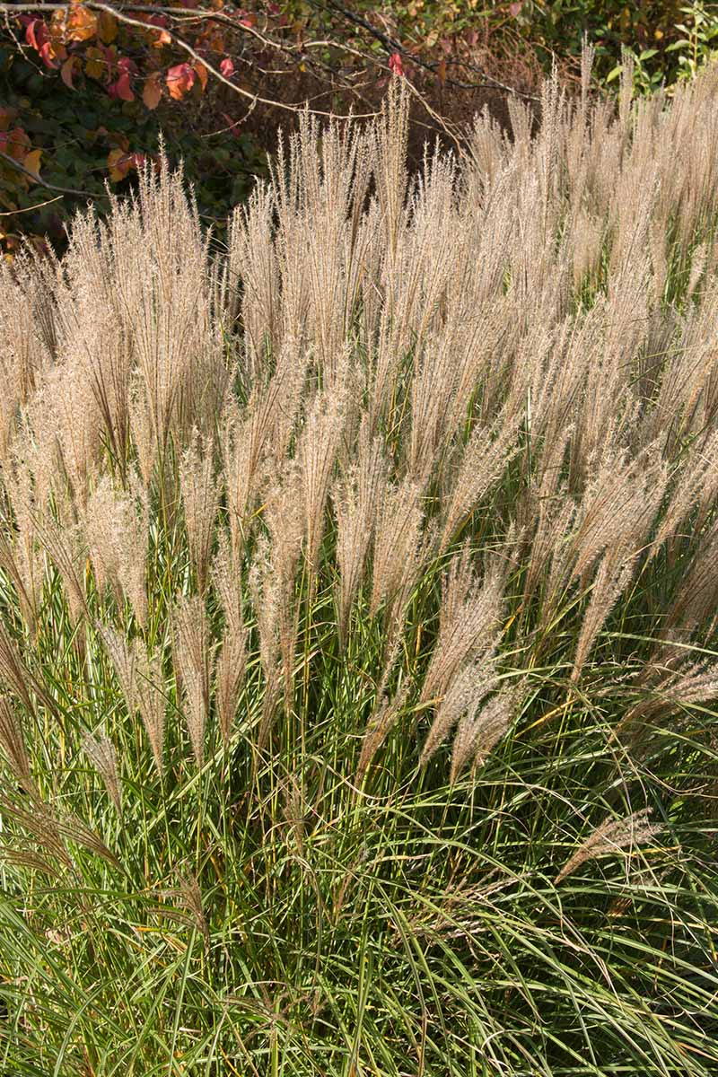 A close up vertical image of Japanese silver grass (aka maiden grass, Miscanthus sinensis) growing in the garden.