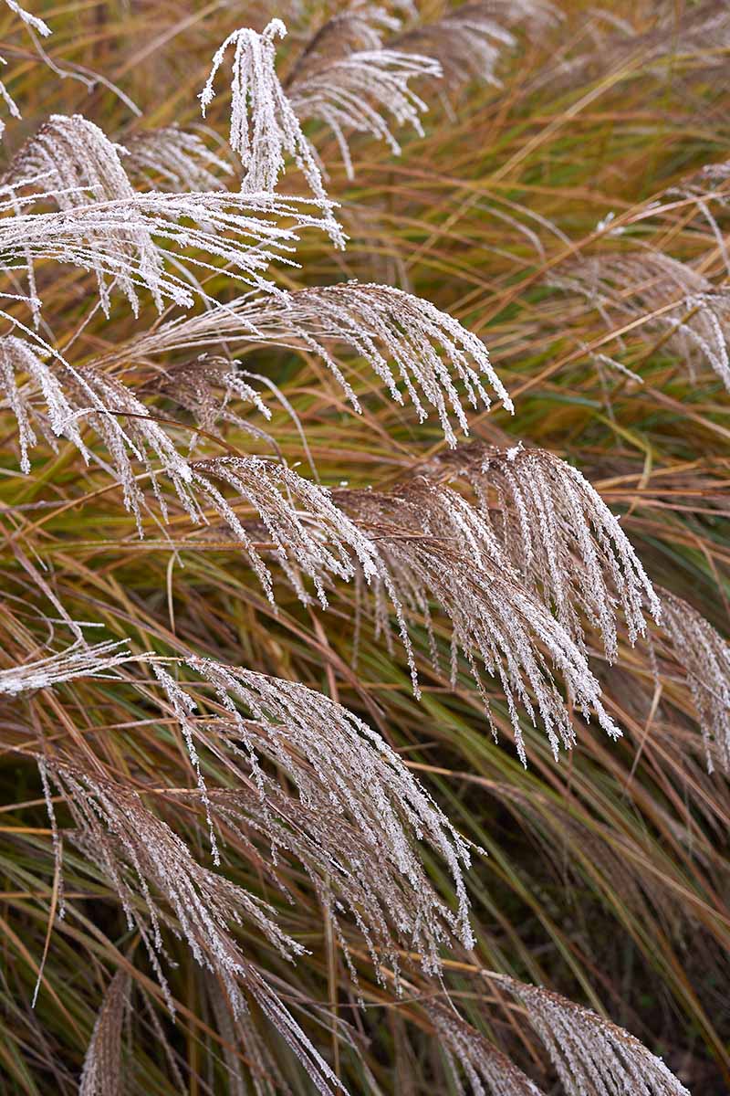 A close up vertical image of frost on the plumes of Japanese silver grass.