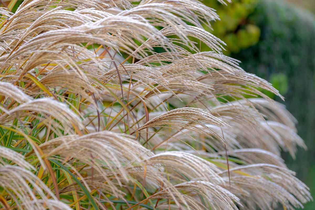A close up horizontal image of the plumes of maiden grass growing in the garden pictured on a soft focus background.