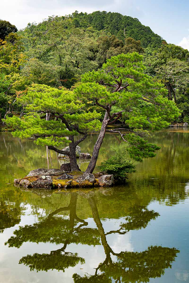 A vertical picture of Pinus parviflora growing from a minature island in an outdoor lake.