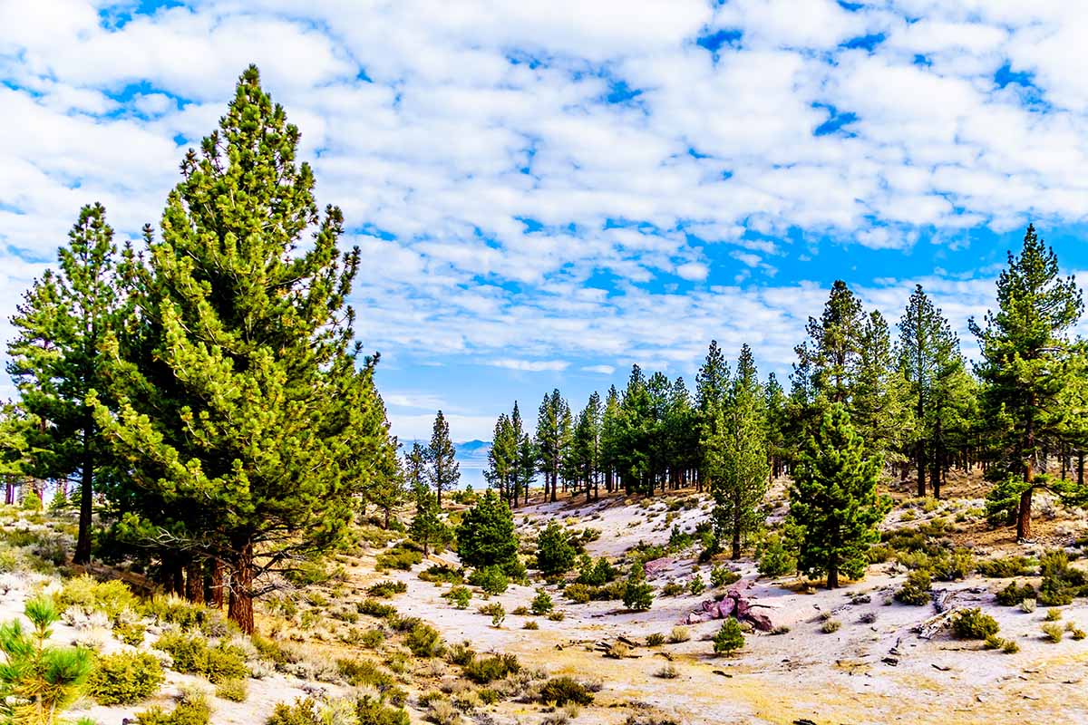 A horizontal picture of an outdoor landscape filled with Pinus jeffreyi trees in front of a cloudy blue sky.