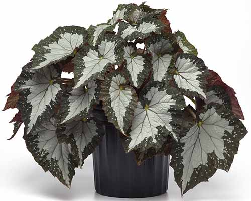 A close up of a potted Jurassic Melago Croc rex begonia with silver and green foliage spilling over the side of a pot isolated on a white background.