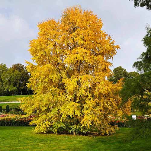 A square image of the yellow fall foliage of a large katsura tree growing in the landscape.