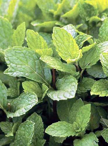 A close up of the foliage of 'Kentucky Colonel' mint growing in the garden.
