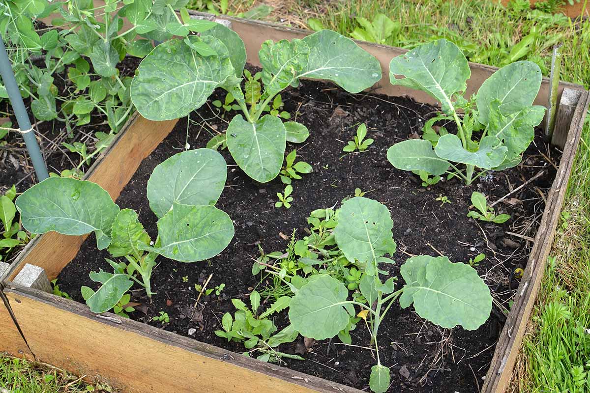 A close up horizontal image of kohlrabi growing in a small wooden raised bed garden.