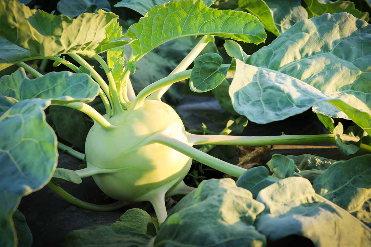 A close up horizontal image of a green kohlrabi growing in the garden pictured in light sunshine.