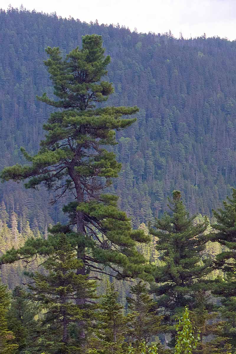 A vertical picture of a tall Koren pine (P. koraiensis) in front of a tree-covered hill outdoors.