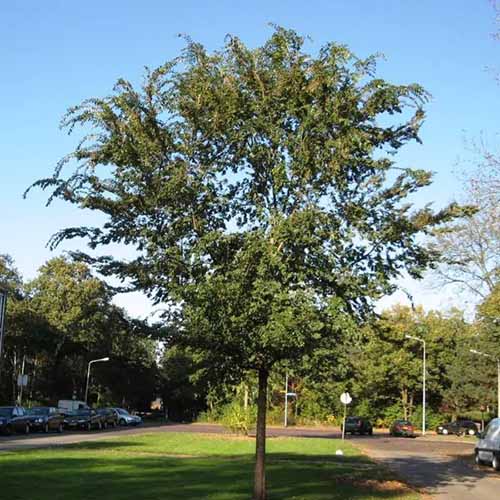 A square image of a single lacebark elm growing in a suburban neighborhood.