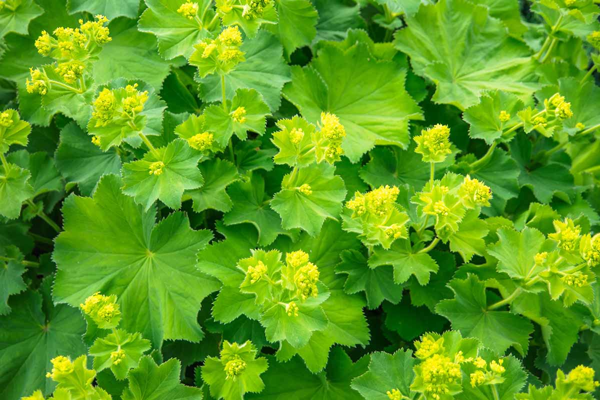 A close up horizontal image of flowering lady's mantle growing in the garden.