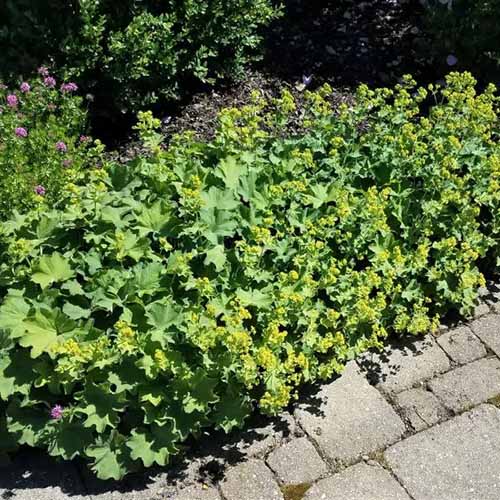 A square image of lady's mantle growing by the side of a pathway.