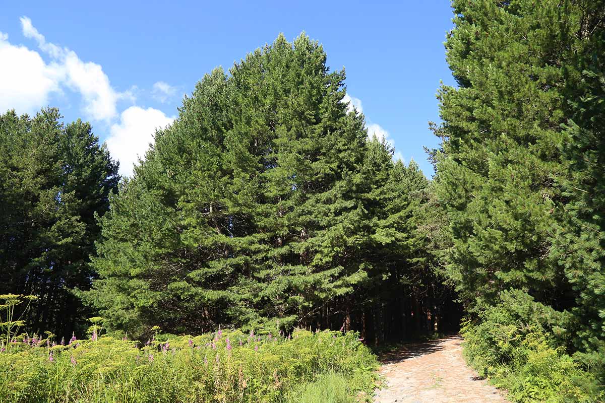 A horizontal picture of multiple Pinus peuce (aka balkan pine) trees growing alongside other plants and a dirt path outside.