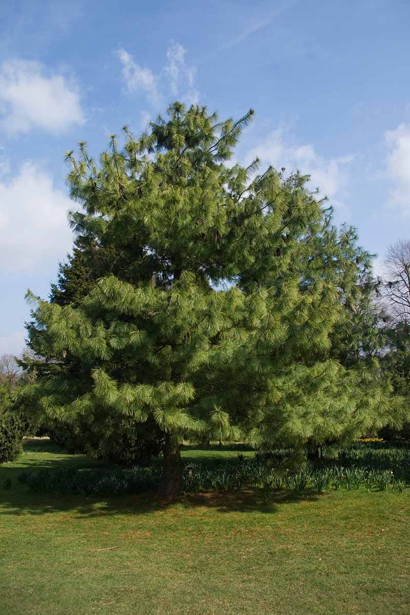A vertical image of a Himalayan pine tree growing from outdoor turf.
