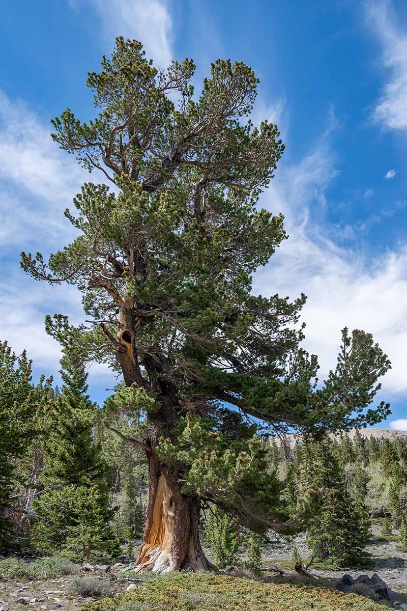 A vertical shot of a limber pine (Pinus flexilis) growing in front of other pines and a blue sky outdoors.