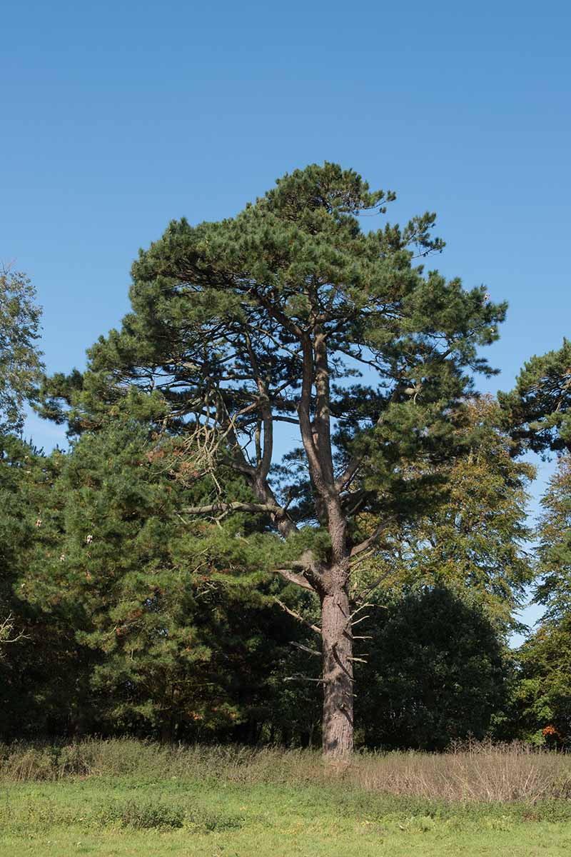 A vertical shot of a Pinus radiata growing from the grass in front of other pines outdoors.