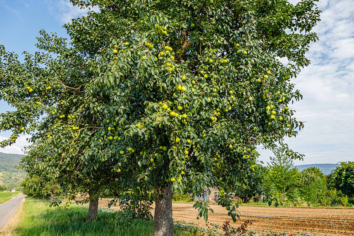 A horizontal image of a large pear tree laden with fruit growing by the side of a country lane.