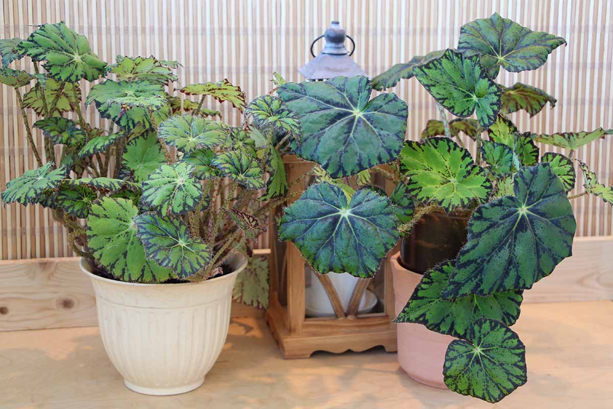 A close up horizontal image of potted rex begonia plants with a wooden garden lantern arranged on a patio.