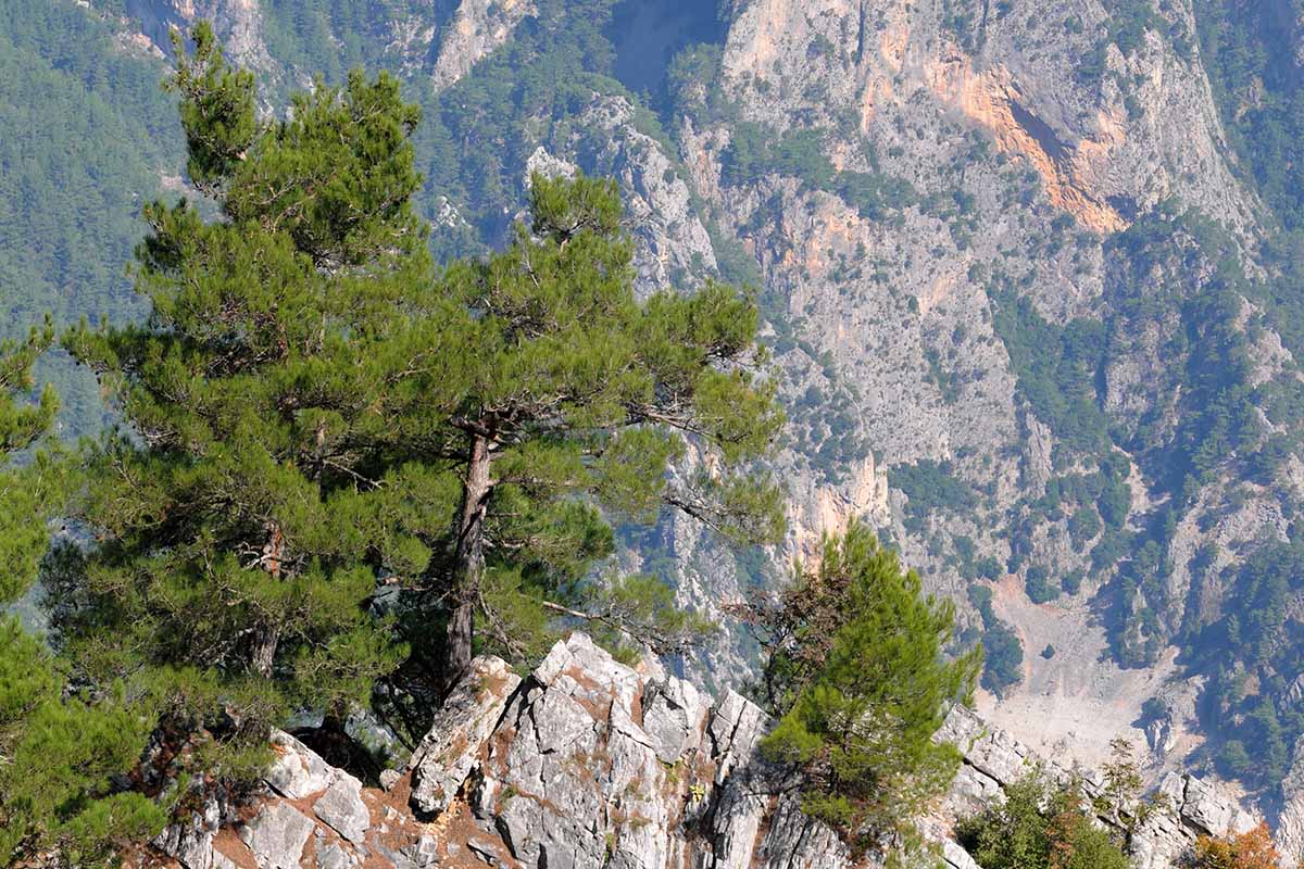 A horizontal image of a colony of Pinus brutia plants growing from a rocky outcropping in the mountains.