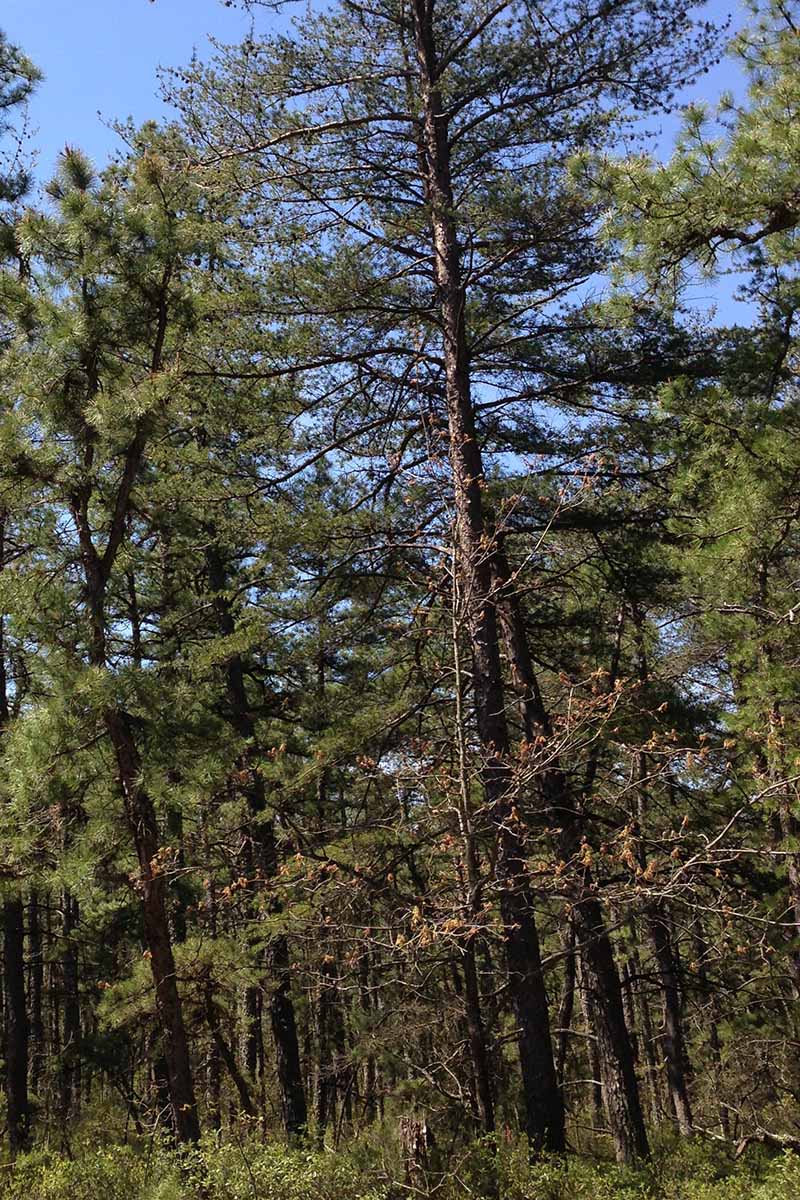 A vertical shot of Pinus virginiana growing in the woods.