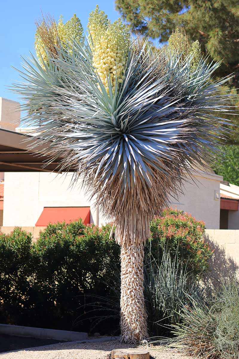 A vertical image of a large Yucca rigida in full bloom growing outside a residence, pictured in bright sunshine.