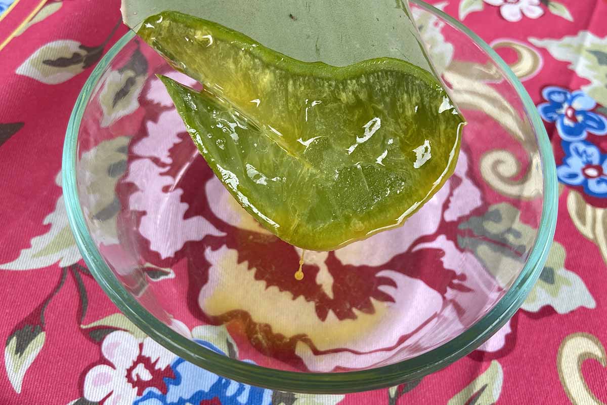 A close up horizontal image of a cut end of an aloe vera leaf dripping latex into o a glass bowl.
