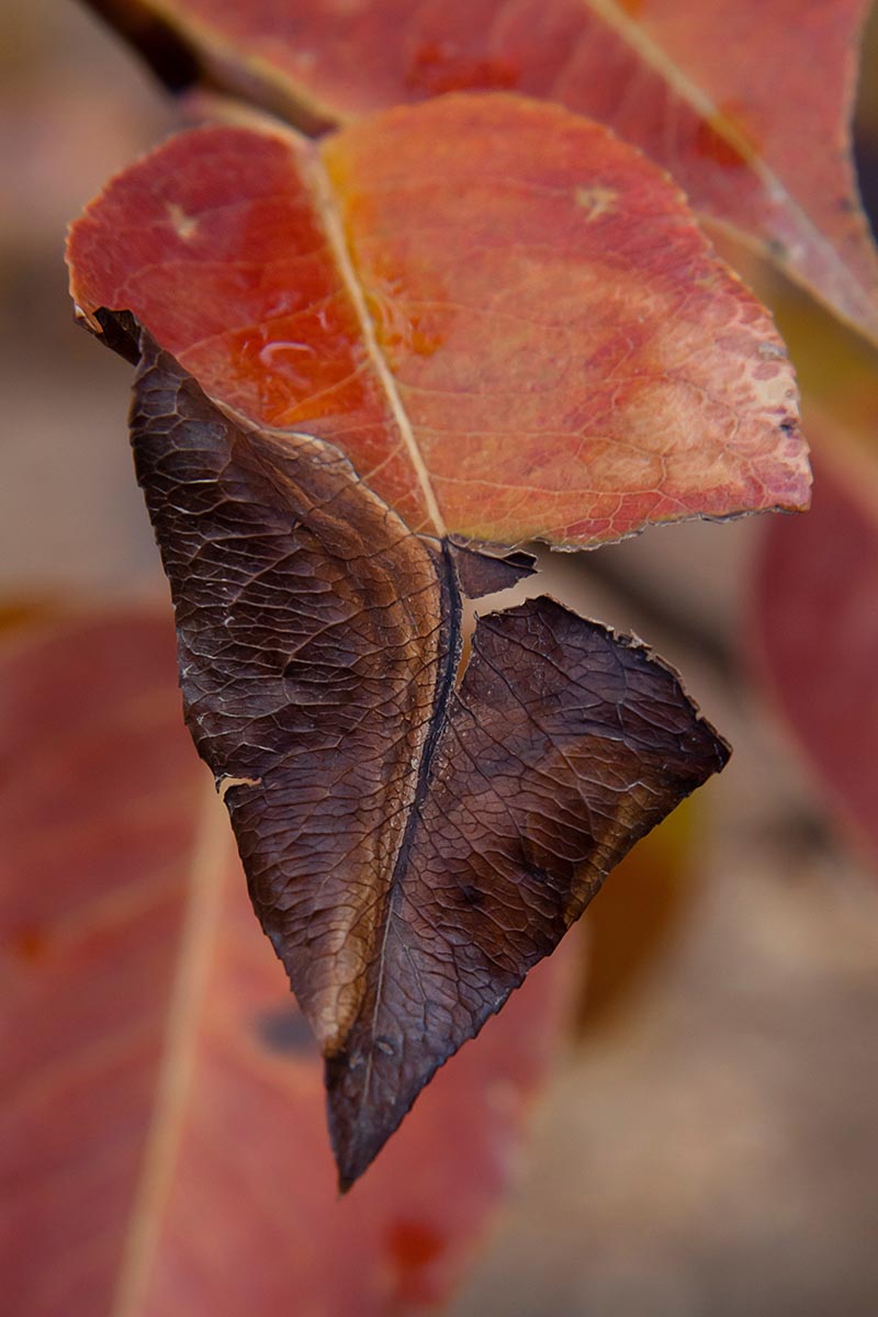 A close up vertical image of a leaf that has turned brown as a result of a fireblight infection.
