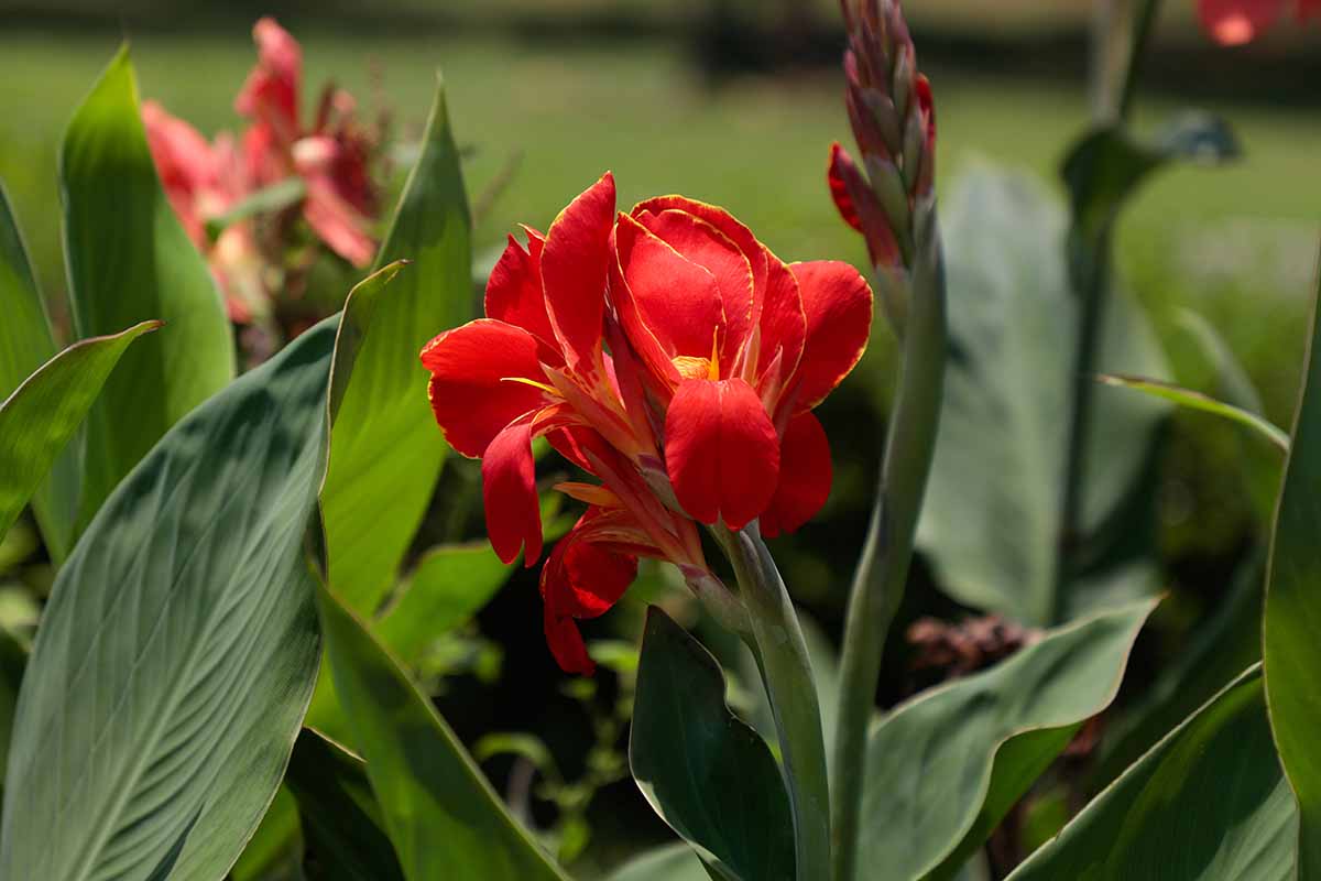 A close up horizontal image of a bright red canna lily flower growing in the garden pictured in light sunshine on a soft focus background.