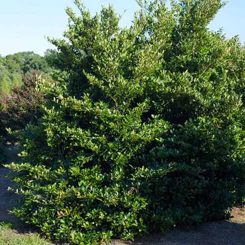 A square image of a large Distylium 'Linebacker' shrub growing in a sunny garden.